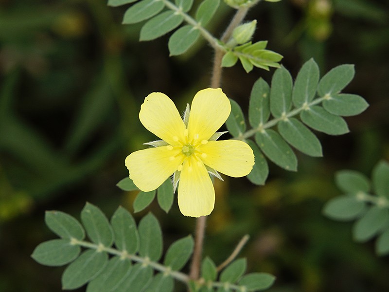 Tribulus